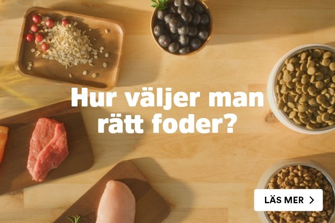 Rätt foder för kattungar