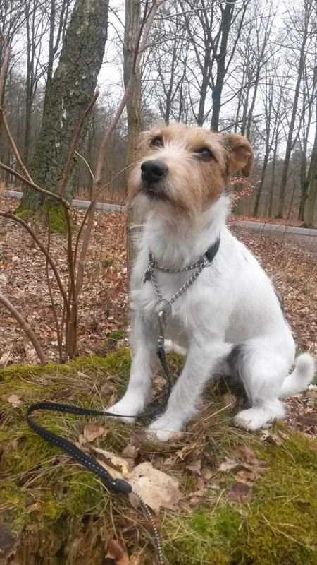 b9/totte-pa-picknick-med-matte-o-husse-i-skogen-vantar-pa-sin-chokladrulle-fika-fran-arken-zoo--mars-2016-b9.jpg