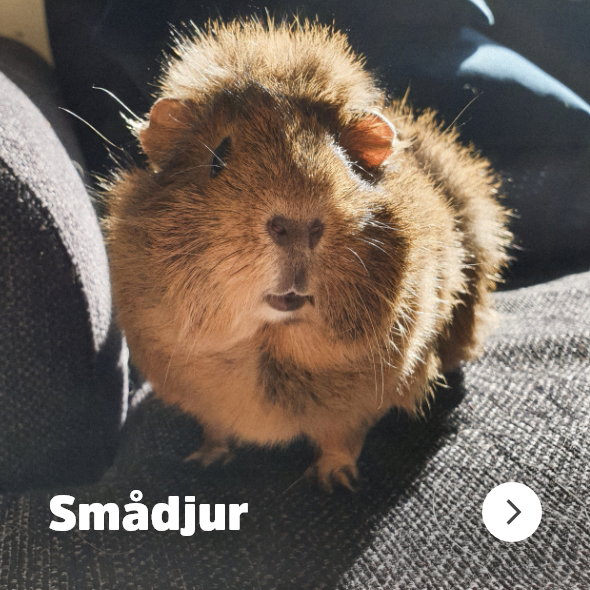 Till Kategorin Sm&aring;djur