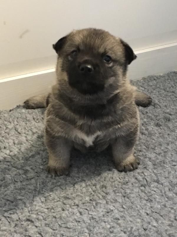 bf/jag-langtar-efter-royal-canin-mini-starter-bf.jpg