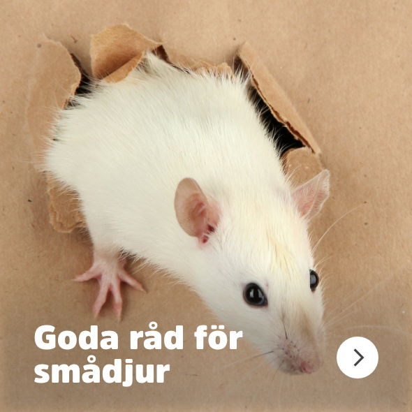Arken Zoo Goda råd smådjur