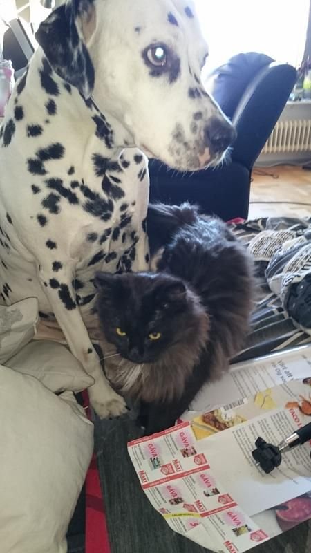 d7/den-lilla-katten-myser-med-hunden-d7.jpg