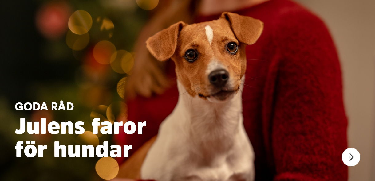 Julens faror för hund Goda råd