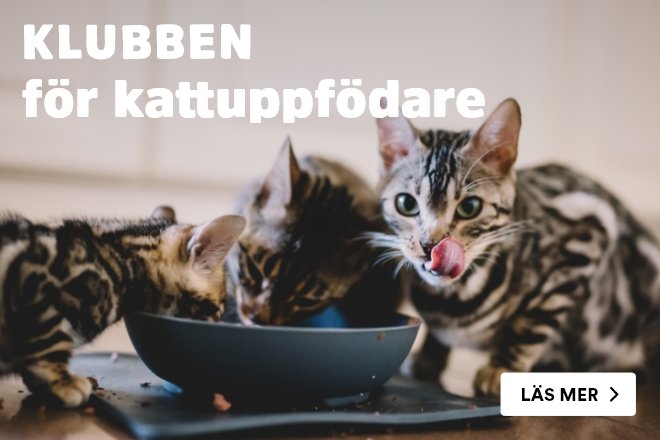 Uppfödarklubb katt