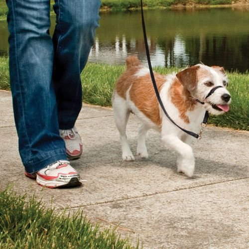 PetSafe Easy Walk Nosgrimma (M)