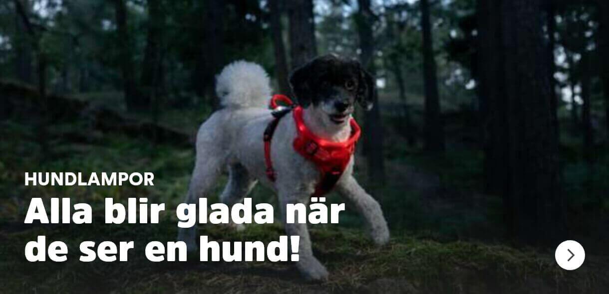 Hundlampor. Alla blir glada när de ser en hund!