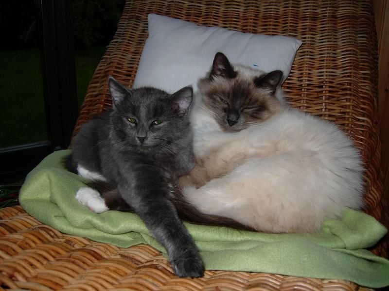 f4/moltas-helig-birma-och-anja-bondkatt-f4.jpg