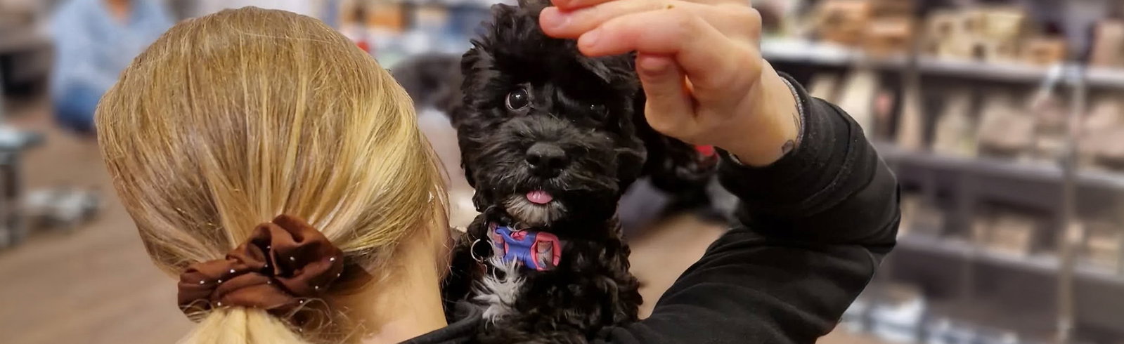 Svart valp som kikar &ouml;ver axeln i famnen p&aring; sin m&auml;nniska.