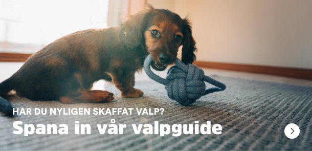 Har du nyligen skaffat valp? Spana in v&aring;r valpguide!