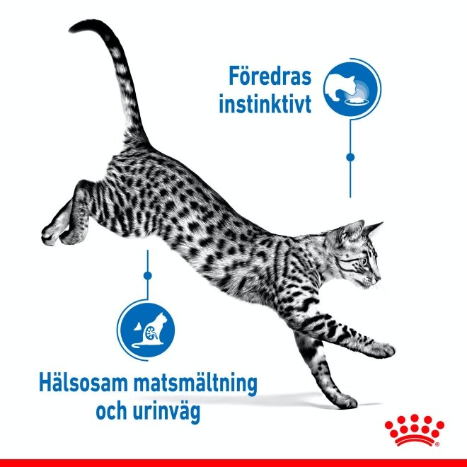 Royal Canin Cat Adult Indoor Sterilised Jelly 12x85 g