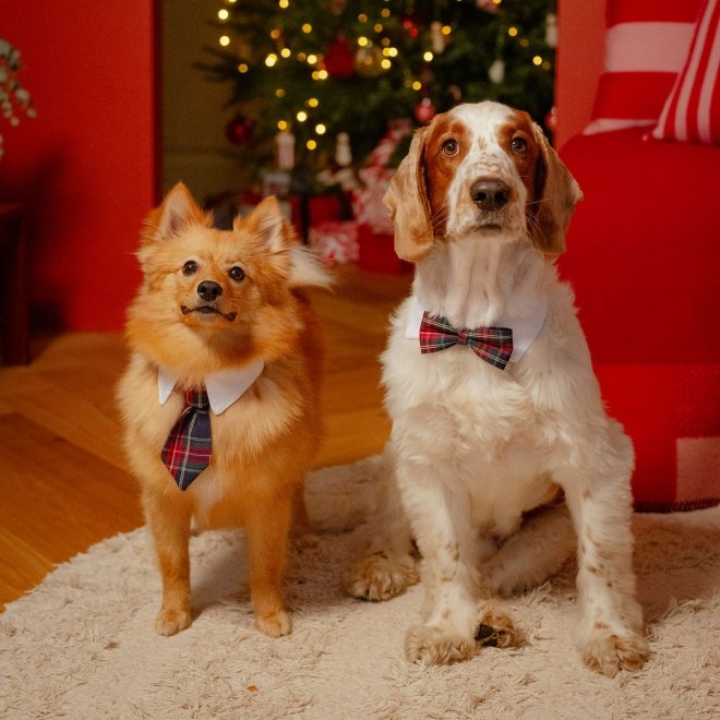 Little&Bigger Festive Slips till Hund & Katt