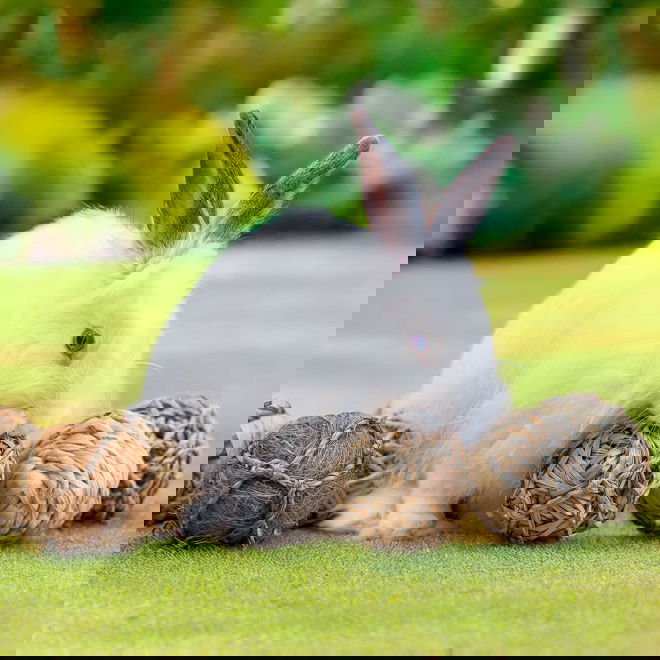 Quapas! Nibble Sm&aring;djursleksaker 8-pack