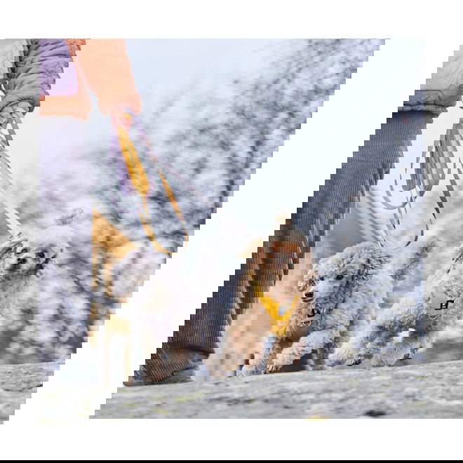 Hurtta Seeker Standard Hundkoppel 180 cm (Gul)