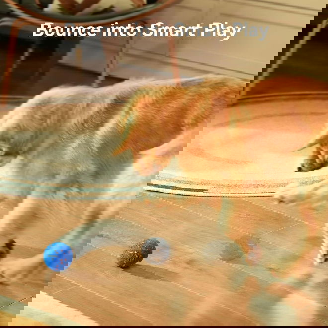 Cheerble Wicked Air Interakiv Hundboll (Blå)