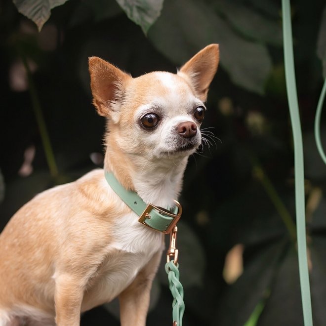 Tyylivoitto Classy Hundhalsband för Små Hundar Ljusgrön