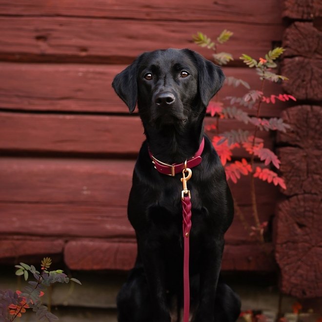 Tyylivoitto Classy Hundhalsband Vinröd