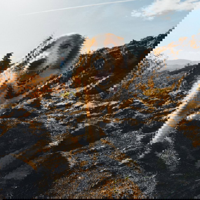 Ruffwear Ridgeline Hundskor Svart 2-pack