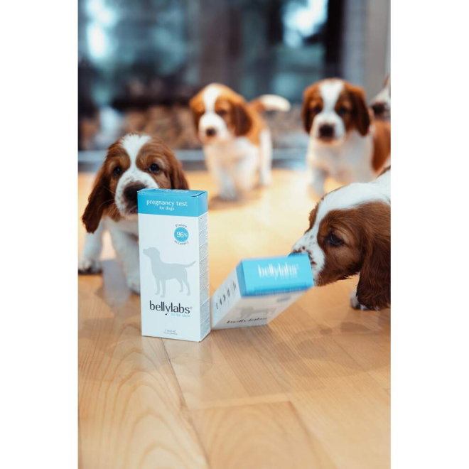 Bellylabs Dr&auml;ktighetstest f&ouml;r Hund
