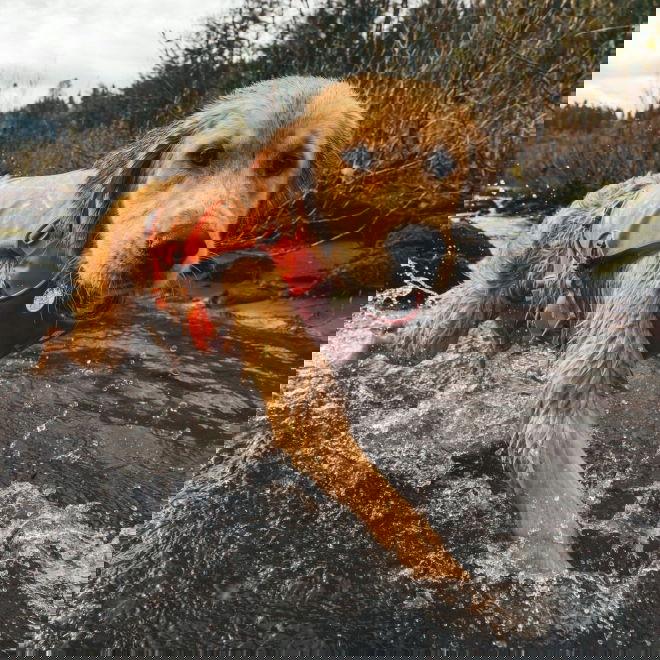 Ruffwear Confluence Hundflytv&auml;st Orange