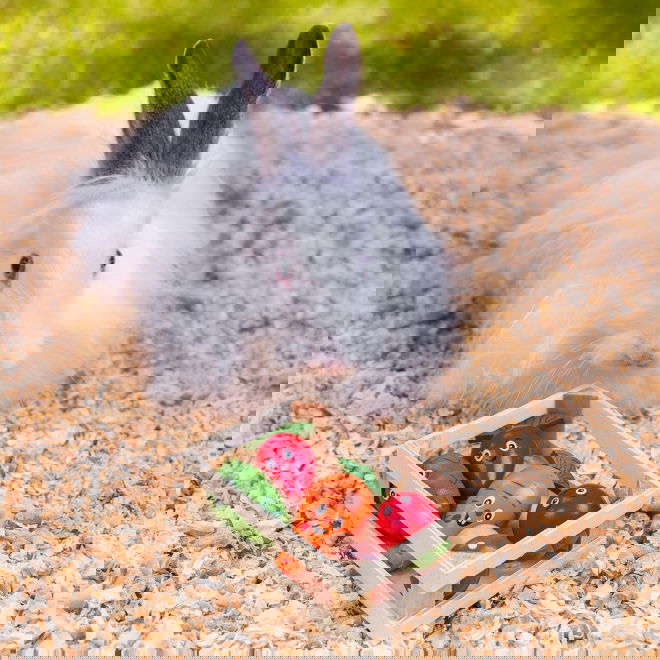 Quapas! Gr&ouml;nsaksl&aring;da i Tr&auml; Leksaker f&ouml;r Sm&aring;djur