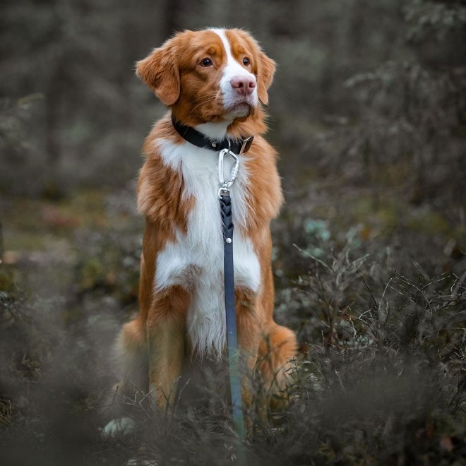 Tyylivoitto Hundkoppel Flätat Twistlock Svart 200 cm