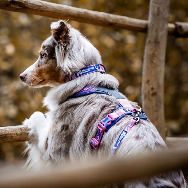 Non-stop Dogwear Trail Quest Rachel Pohl Hundhalsband Rosa/Lila