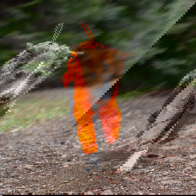 Non-stop Dogwear Fjord Hundoverall Orange