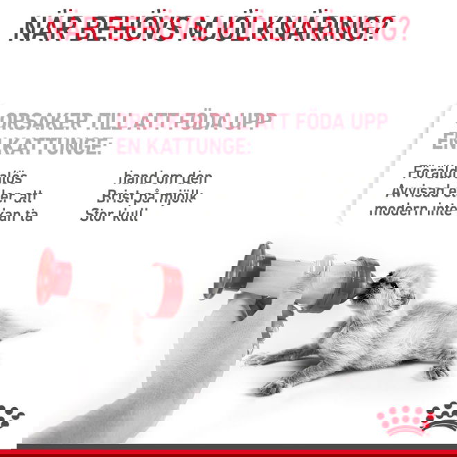 Royal Canin Babycat Milk