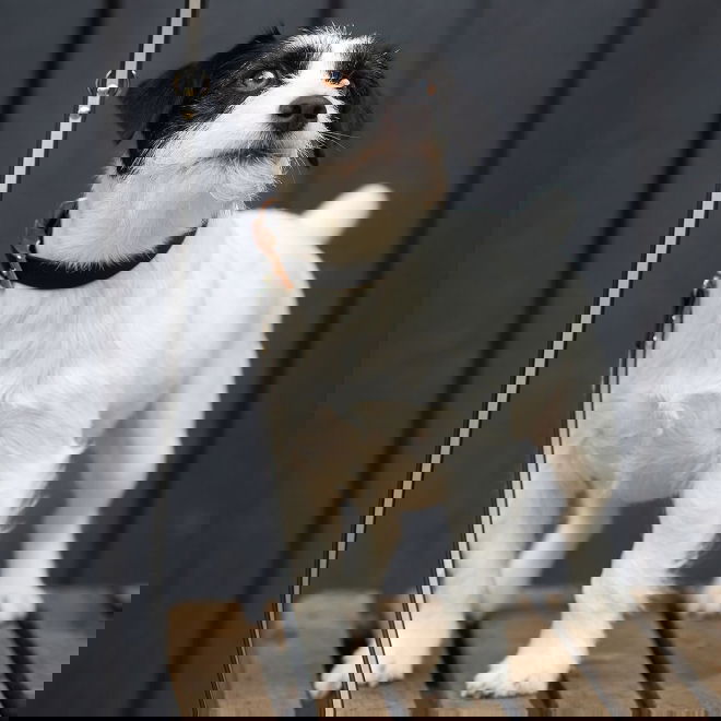 Tyylivoitto Shine Eazy Reflexkoppel Svart 19 mm (13mm  x 200cm)