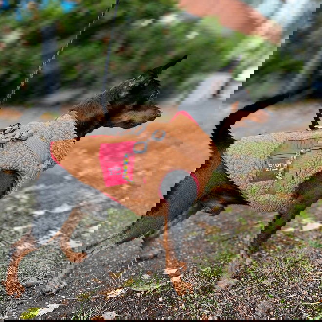 51 Degrees North Jules Kombinerad Hundjacka och Hundsele Brun