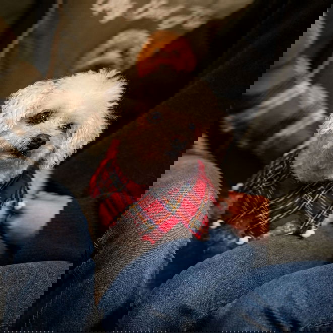 Little&Bigger Xmas Rutig Krage till Hund & Katt