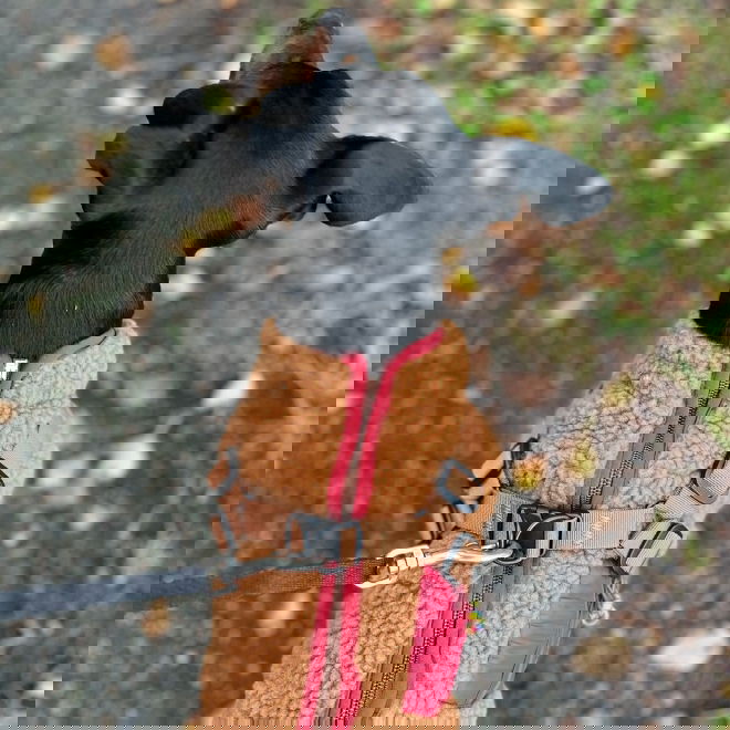 51 Degrees North Jules Kombinerad Hundjacka och Hundsele Brun