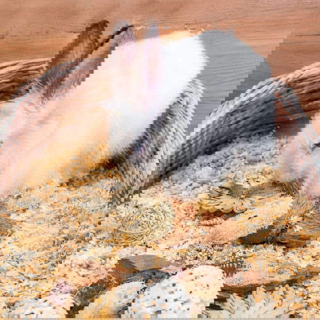 Quapas! Nibble Sm&aring;djursleksaker Stj&auml;rnor