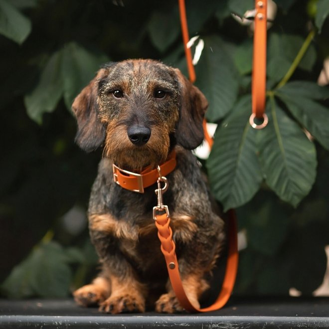 Tyylivoitto Flätat Hundkoppel Orange 200 cm