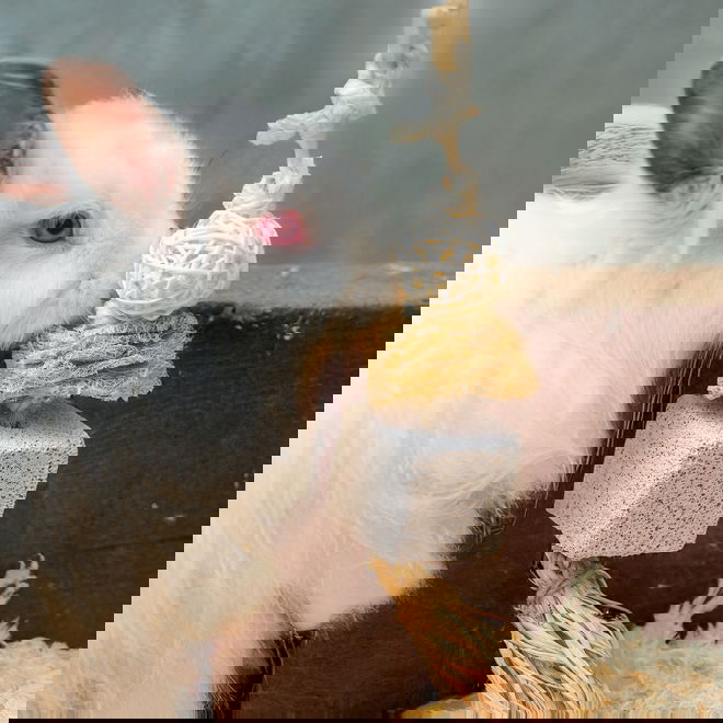 Quapas! H&auml;ngande Gnagarleksak 1