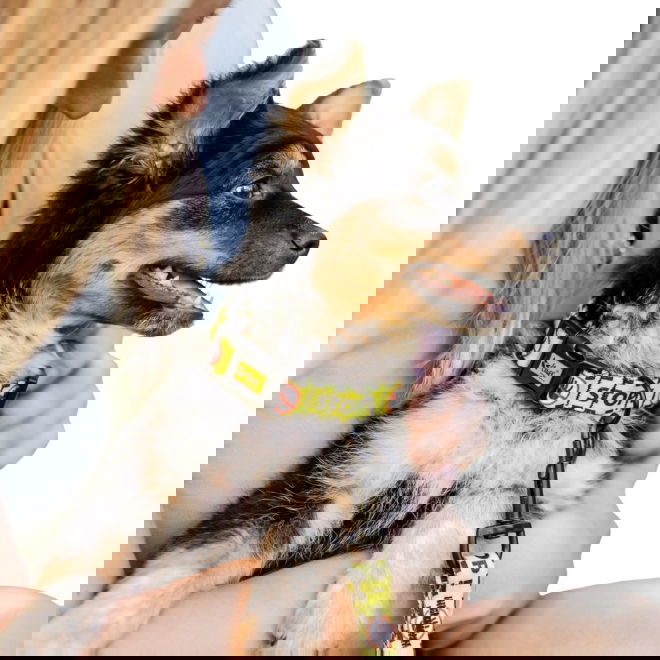 Dingo Gear Hundhalsband Do Not Pet