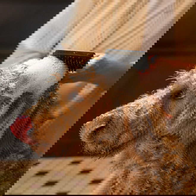 Fiskars Massageborste