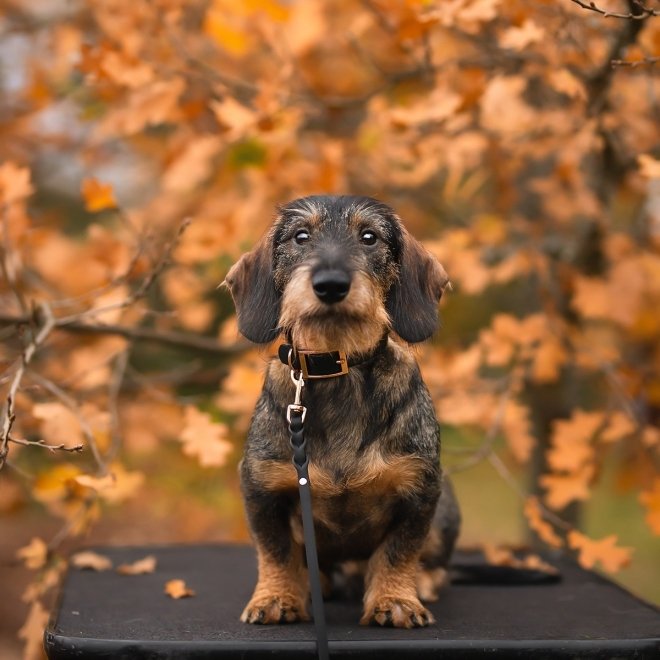 Tyylivoitto Classy Hundhalsband för Små Hundar Svart