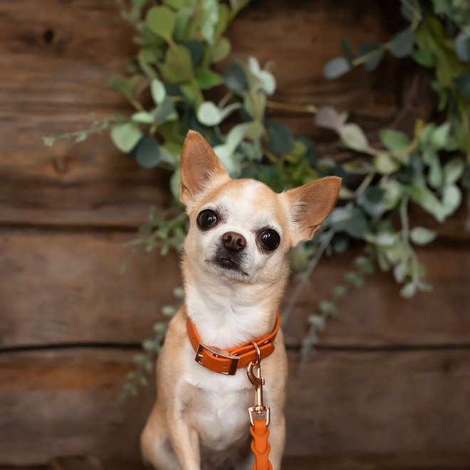 Tyylivoitto Classy Hundhalsband för Små Hundar Orange