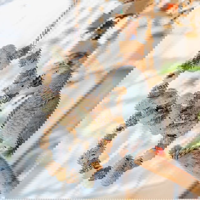 Quapas! H&auml;ngande F&aring;gelleksak i Lavasten och Tr&auml; 43x20 cm