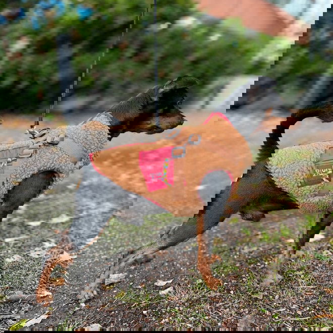 51 Degrees North Jules Kombinerad Hundjacka och Hundsele Brun