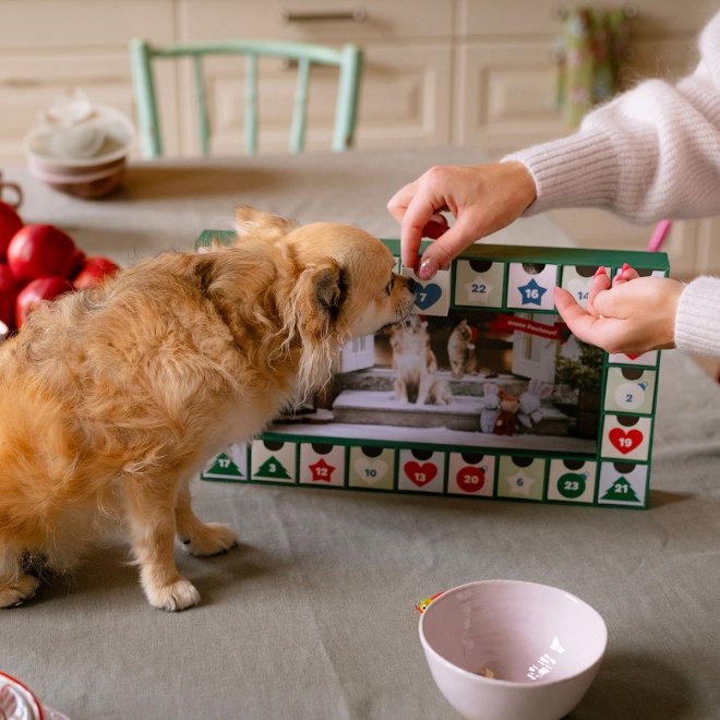 Xmas Tom Julkalender för Husdjur