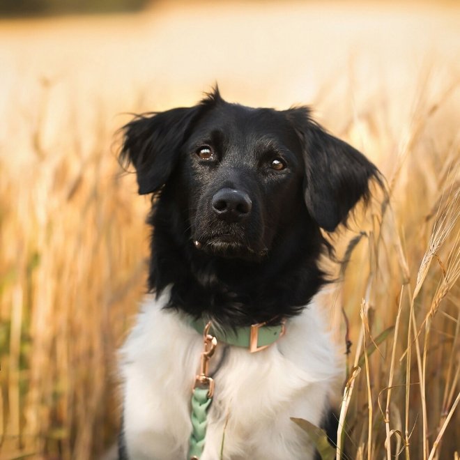 Tyylivoitto Classy Hundhalsband Ljusgrön