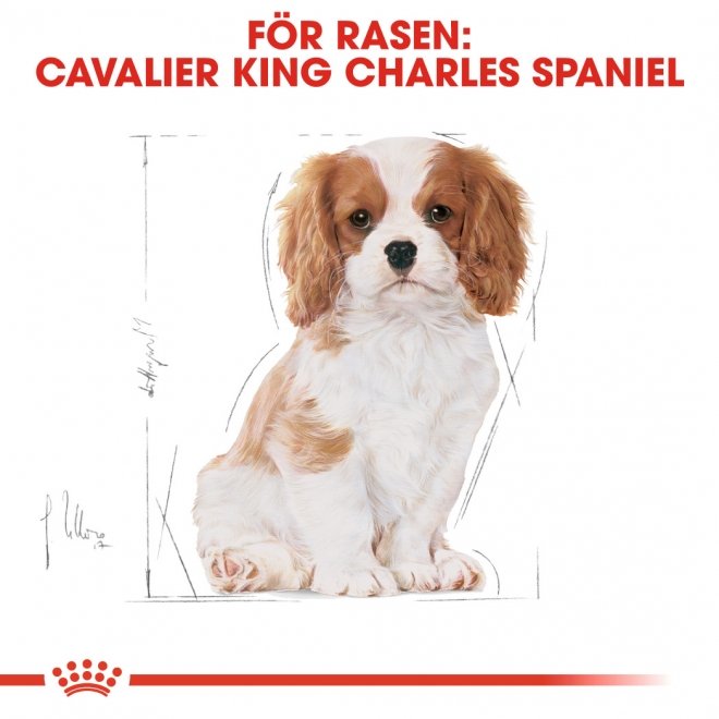 Royal Canin Breed Cavalier King Charles Spaniel Junior 1,5 kg