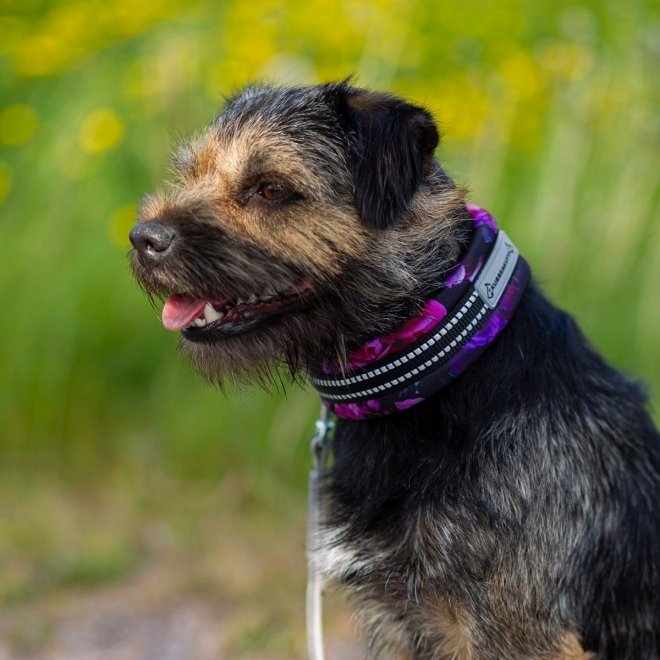 Kusse&Kutta Hundhalsband Halvstryp Lila Blommor