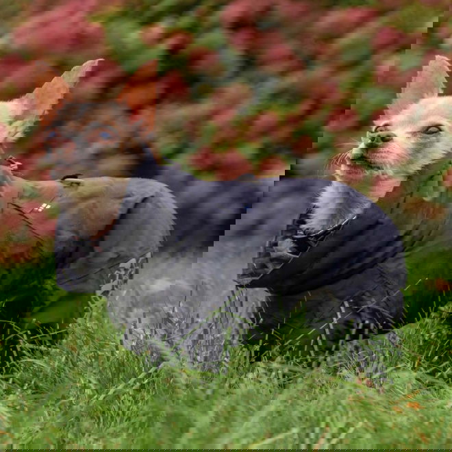 Hurtta Extreme Hundoverall Svart