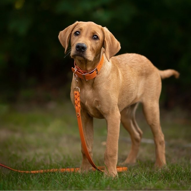 Tyylivoitto Classy Hundhalsband Orange