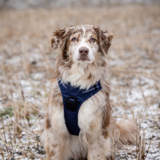 Feel Active Training Hundsele Mörkblå