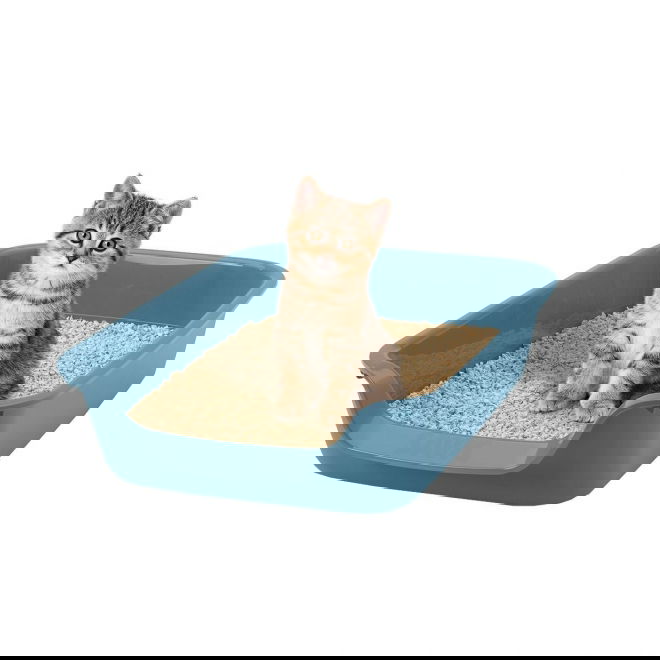 Savic Junior Kattl&aring;da med l&aring;g kant Bl&aring;