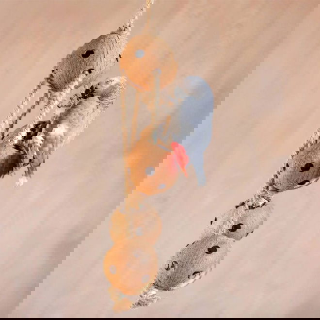 Quapas! F&aring;gelleksak Kokosn&ouml;tter p&aring; Rep